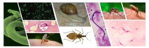 30/01 – Dia Mundial das Doenças Tropicais Negligenciadas