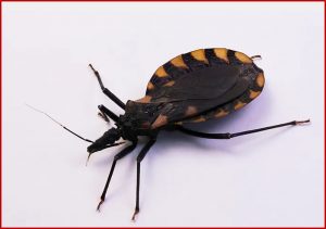 Mais de 1,2 milhão brasileiros têm Chagas, mas 70% desconhecem