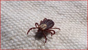 Febre maculosa: entenda a doença