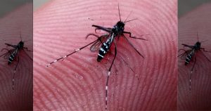 A escalada da chikungunya nas Américas: 3,7 milhões de casos em uma década