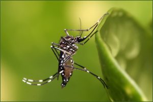 Combate ao mosquito: Ministério da Saúde anuncia Dia D nacional para combater a dengue neste sábado, 02 de março