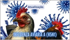Influenza aviária: infecção em humanos acende alerta
