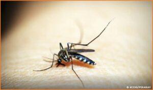 Opas emite alerta para risco de surtos de dengue 3 nas Américas